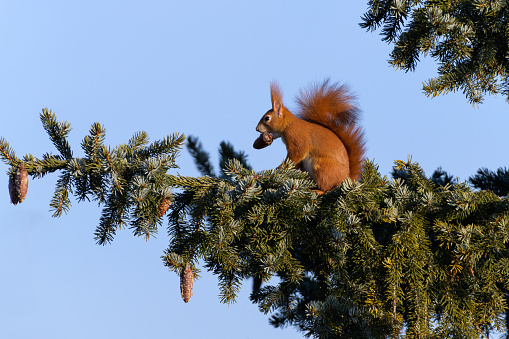 Eichhörnchen mit Zapfen im Maul auf einem Nadelbaumzweig vor blauem Himmel