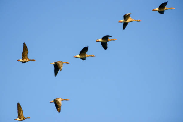 istock Group of Greylag Geese in flight 2010985859