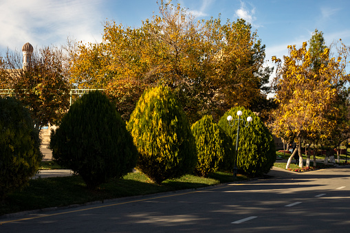 the Autumn season trees in the roadside, Amir Temur Mausoleum, madrasah, Samarkand, autumn.