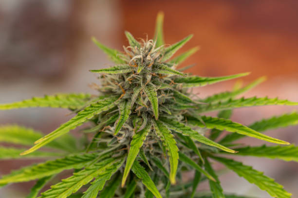 istock Critical hog variety of marijuana flower with old brick wall 2010991504