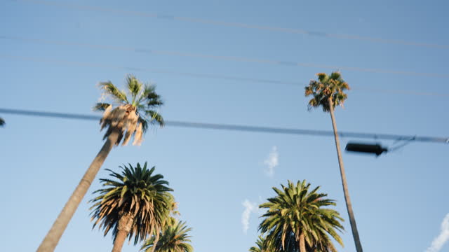 Low angle, blue sky and palm trees for travel location, environment and journey in Los Angeles. Landscape, destination and adventure, nature and summer sun with tourism and outdoor background