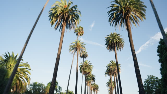 Low angle, blue sky and palm trees for travel, nature landscape and environment with journey in Los Angeles. Location, destination and adventure, park or public garden in summer for tourism outdoor