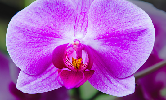 Close up detail shot of a beautiful magenta moth orchid against a soft background.