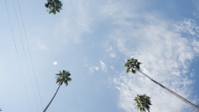 Low angle, sky and palm trees for travel, perspective and environment with clouds and journey in Los Angeles. Location, destination and adventure, nature and summer with horizon outdoor for tourism