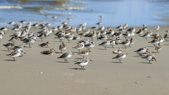 A flock of sandpipers on the North Sea coast