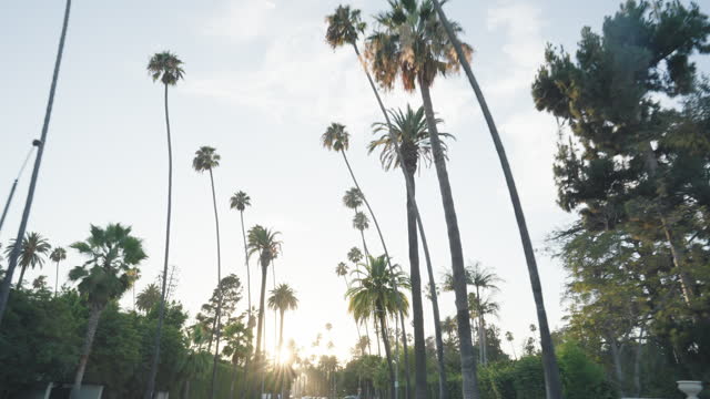 Palm trees, sunset and California with road trip for travel, vacation or holiday from below. Nature, driving and summer outdoors in low angle for city, exploration and relaxation with blue sky