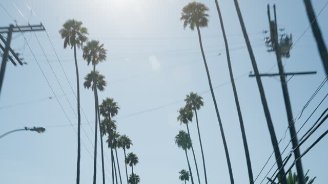 Low angle, blue sky and palm trees for travel, landscape and environment with journey in Los Angeles. Location, destination and adventure, nature and summer sunshine with power cables in city outdoor