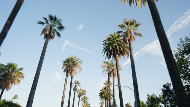Low angle, blue sky and palm trees for travel, environment and landscape with journey in Los Angeles. Location, destination and adventure, nature park or public garden in summer with horizon outdoor