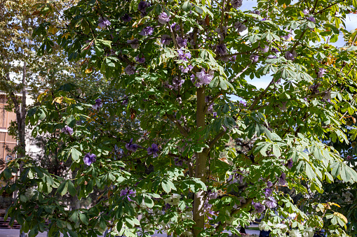 plastic small baggage are wrapped in the tree like a flower