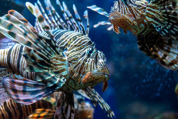 istock Devil firefish or lion fish swimming in aquarium. 2011010447