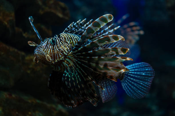 istock Devil firefish close up photo in aquarium. 2011010448