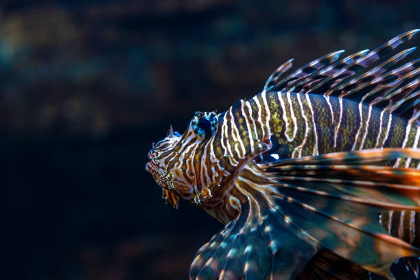 istock Devil firefish close up photo in aquarium. 2011010963