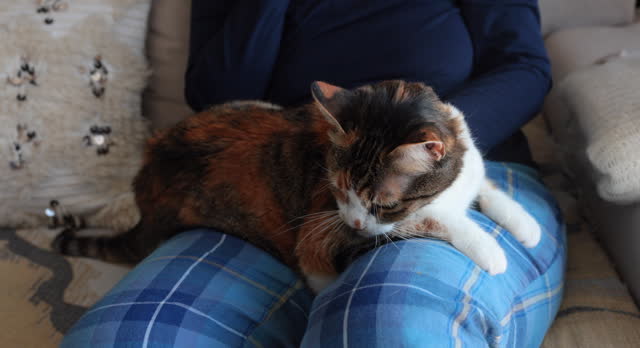 Blind calico cat is happy in his owner's lap. Incidental people
