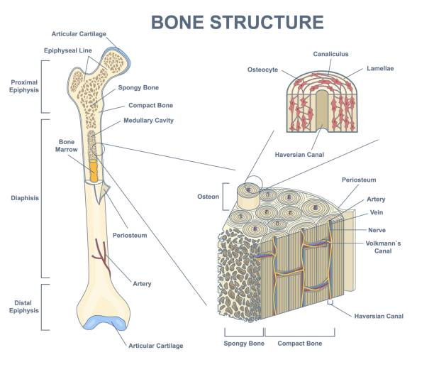 ilustraciones, imágenes clip art, dibujos animados e iconos de stock de sección transversal ósea con estructura anatómica de contorno aislado - sistema de havers