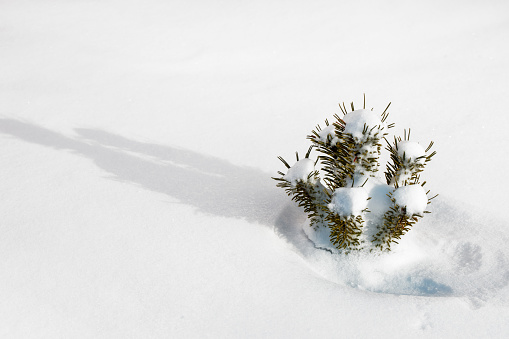 Close-up of a small mountain pine (pinus mugo) tree in the snow. Space for copy.