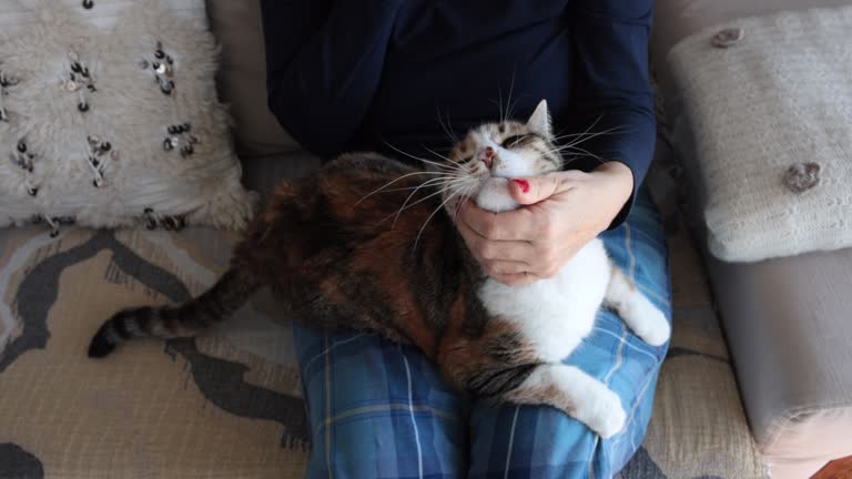 Blind calico cat is happy in his owner's lap. Incidental people