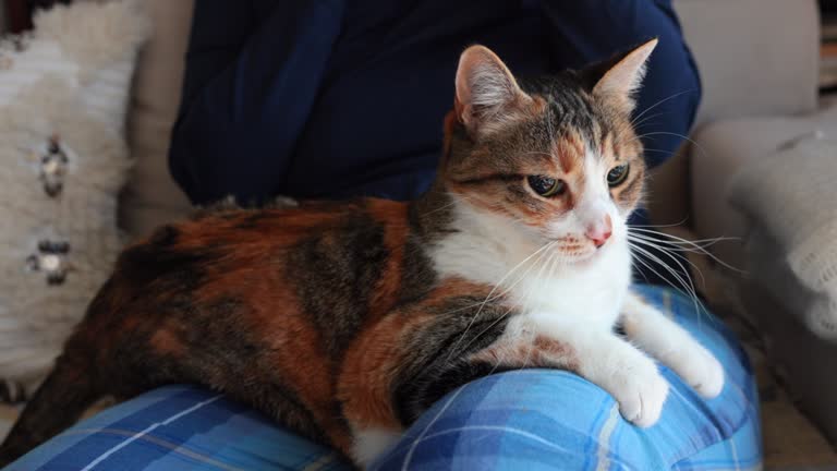 Blind calico cat is happy in his owner's lap. Incidental people