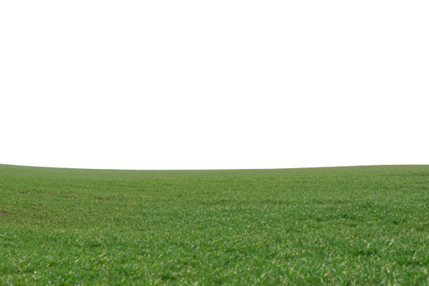 Green field as a background.  Green grass in spring isolated on a white background.