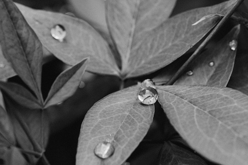 Beautiful water drops after rain on green leaf in macro. Black and white photo