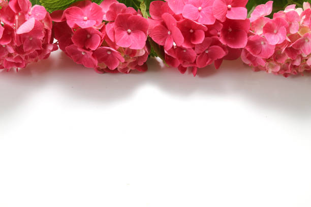 Bouquet of Red hydrangea isolated on a white background.