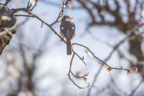 Female daurian redstart on Japanese apricot tree.
