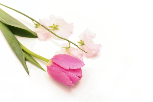 Tulip and sweetpea isolated on a white background.