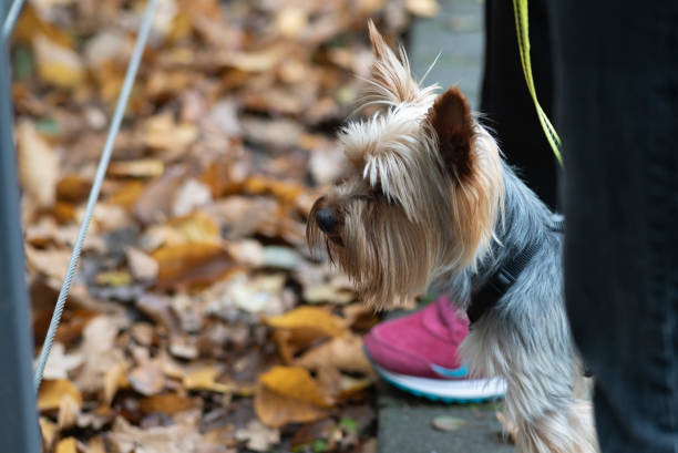 istock Yorkshire Terrier on a leash in the autumn park. Selective focus 2011106234