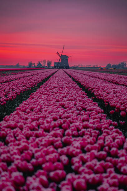 Dutch Spring scene with colourful tulip fields and a windmill at sunset in the North Netherlands Amazing view of dramatic spring landscape scene on the blooming tulips flowers farm in front of a Traditional Dutch wooden Windmill or Molen on a dramatic cloudy after colorful sunset time in Nord Holland, Europe. hyacinth red stock pictures, royalty-free photos & images