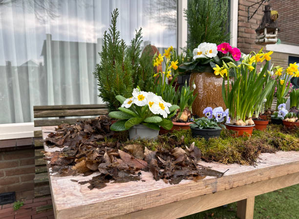 istock Spring composition with primroses and moss on the wooden table 2011115619