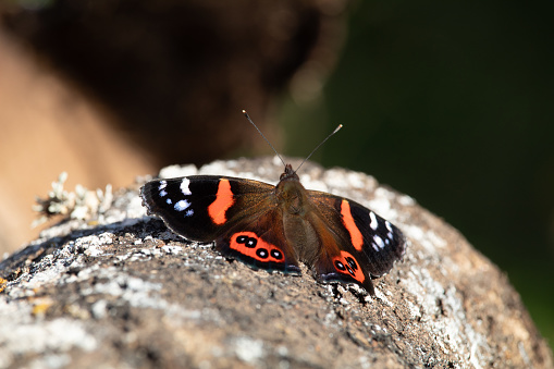 New Zealand red admiral (Vanessa gonerilla) basking on lichen covered log. This butterfly feeds on stinging nettle (urtica ferox) and is only found in Aotearoa New Zealand.