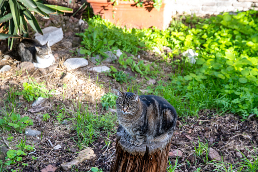 A vigilant tabby cat sits atop a wooden stump, surveying its lush green garden territory