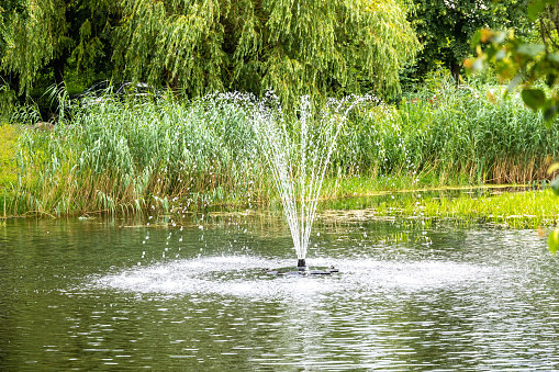 A serene fountain sprays water in a gentle arc over a calm pond, surrounded by vibrant green foliage