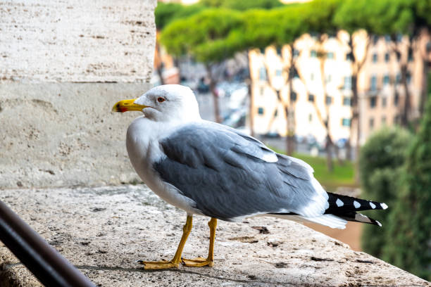 Seagull that is standing in Rome