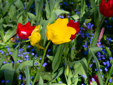 Vibrant red and yellow tulips in a garden