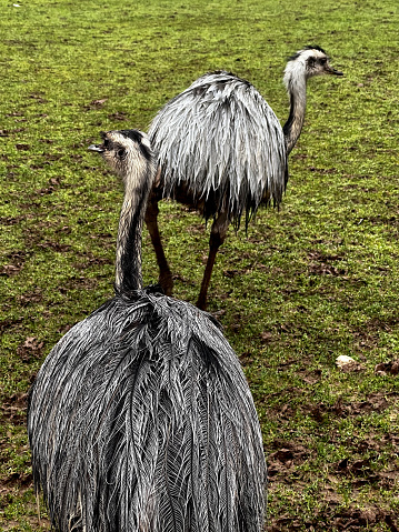 The back of two emus