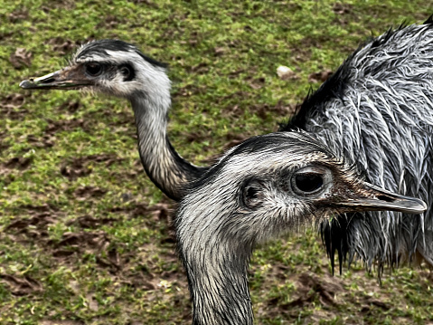 Portrait of two emus
