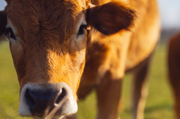 istock Agriculture and Livestock 2011147942