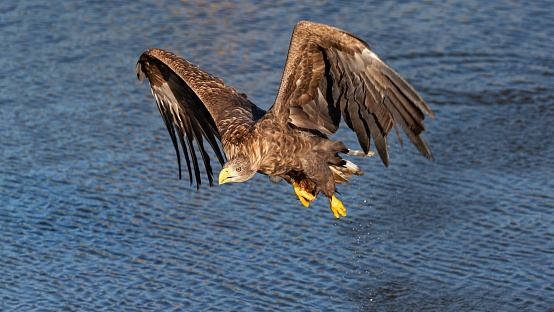 Daytime front view close-up of a single majestic adult white-tailed eagle (Haliaeetus Albicilla) approaching over a lake with spread wings upwards, just after catching a prey from a lake, droplets falling down