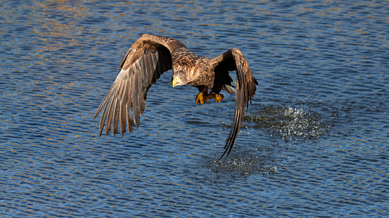 Daytime front view close-up of a single majestic adult white-tailed eagle (Haliaeetus Albicilla) approaching over a lake with spread wings downwards, just after catching a prey from a lake