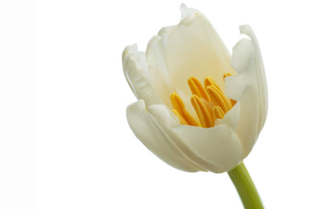 istock Macro texture of white tulip 2011156282