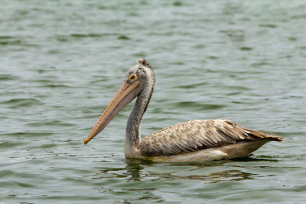 istock Pelican in the lake 2011170798