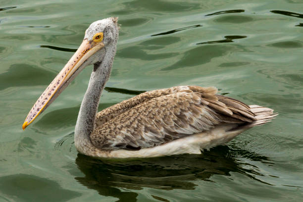 istock Pelican in the lake 2011170803