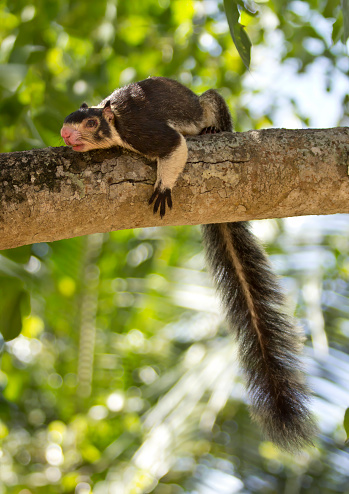 Grizzled giant squirrel lying on a branch and looking down