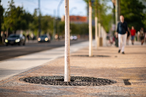 New trees planted in the pavement. Modern city fighting the global warming with young green trees.