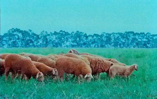 5 Sheep on Grass