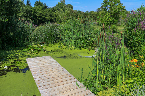 Wooden jetty leading into a small pond covered with green duckweed (Lemna)