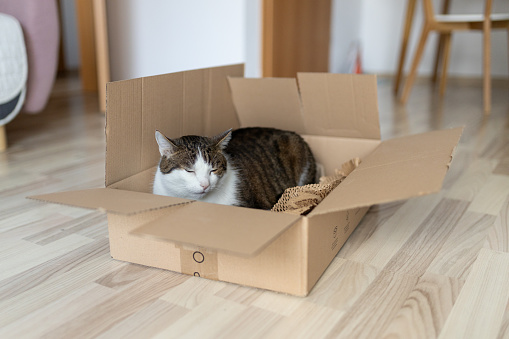 European cat in a delivery box. The concept of buying a new home or relocation. Pet sitting in a cardboard box. Looking cat in removal box