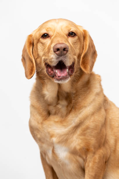 istock Close up vertical studio portrait of a smiling retriever labrador on a white background. 2011193087