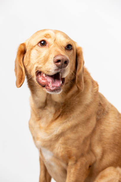 istock Close up vertical studio portrait of a smiling retriever labrador on a white background. 2011193094