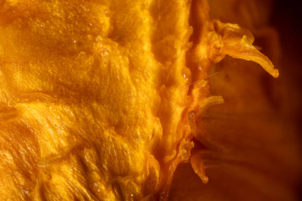 thick pumpkin pulp from which the white seeds are removed, side view